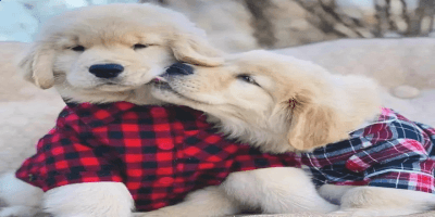 Golden Retriever puppies for ADOPTION 