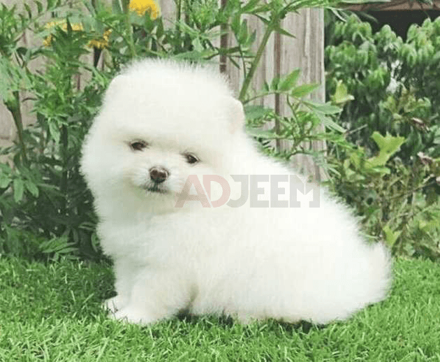 White  teacup Pomeranian puppies  for sale