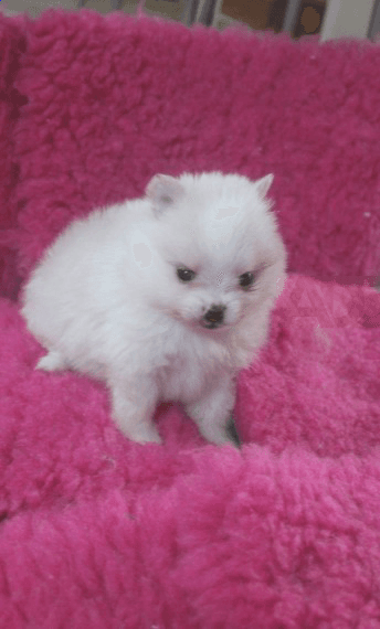 Male  and Female Pomeranian Puppies 