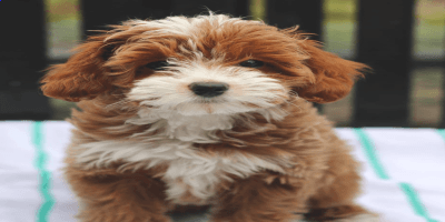 Adorable Cavapoo puppies available for adoption they are 10-13 weeks