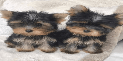 Yorkshire terrier puppies  for Adoption whatsapp +