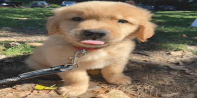 Golden Retriever puppies For Adoption