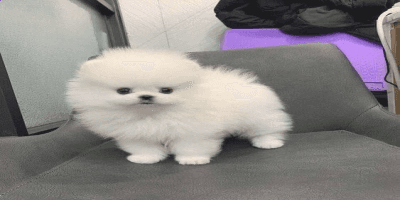 Trained Pomeranian Puppies for sale