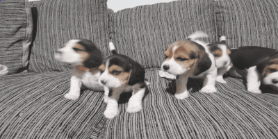 beagle puppies ready for new homes