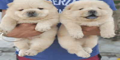 Chow Chow Poppies for Adoption