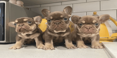 French Bulldog puppies 